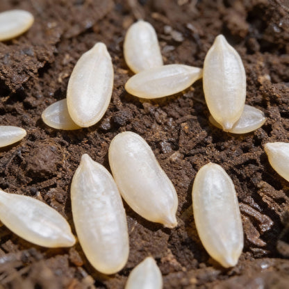 Rare White Wonder Cucumber Seeds – Organic, Heirloom (100 pcs)
