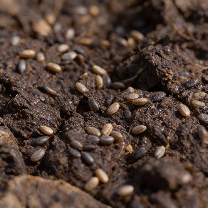 Regiment Spinach Seeds – High-Yield, Nutritious Green Variety for Healthy Gardens