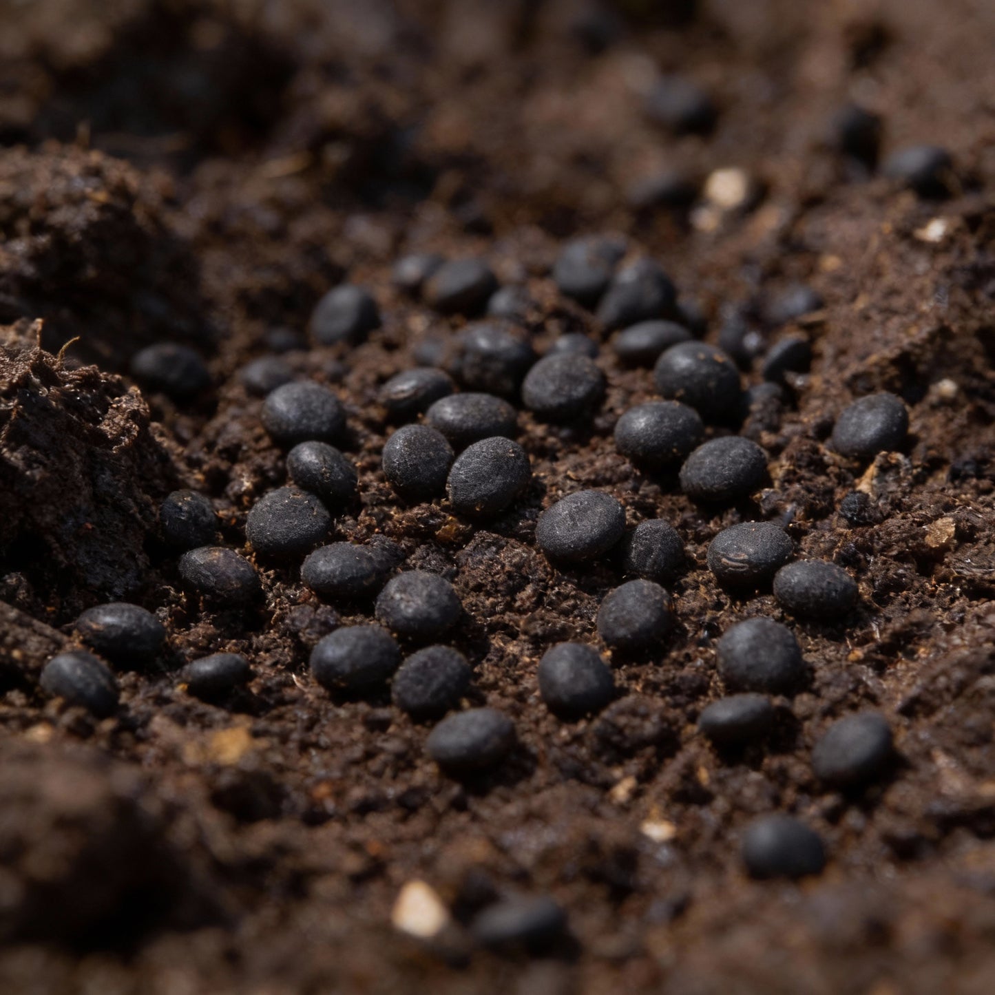 Broccoli Marvel F1 Seeds for Planting – Premium Gardening Broccoli Seeds