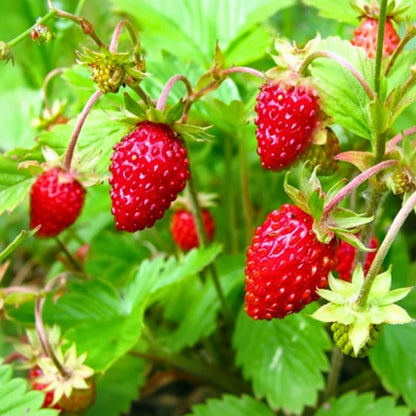 Golden Alexandria Strawberry Fruit Seeds - Strawberry Seeds for Home Garden