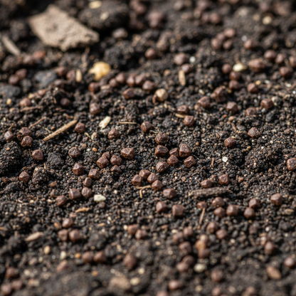 Pasithea coerulea Flower Seeds – Blue Perennial for Planting