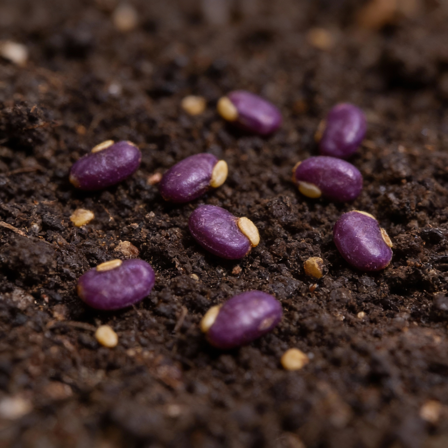 Pepper Jalapeño Purple Tiger Seeds