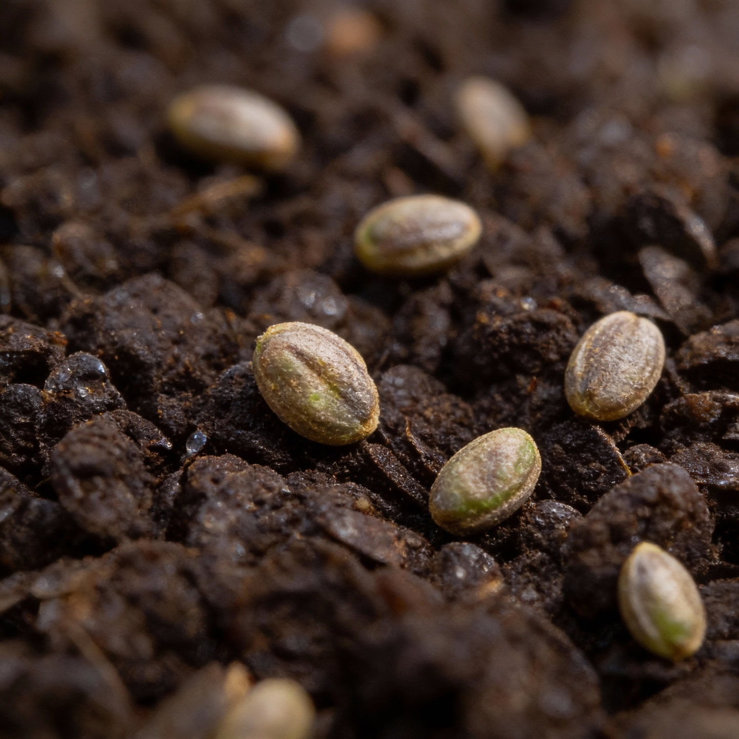 Corvair Spinach Seeds - Spinach Seeds for Home Garden