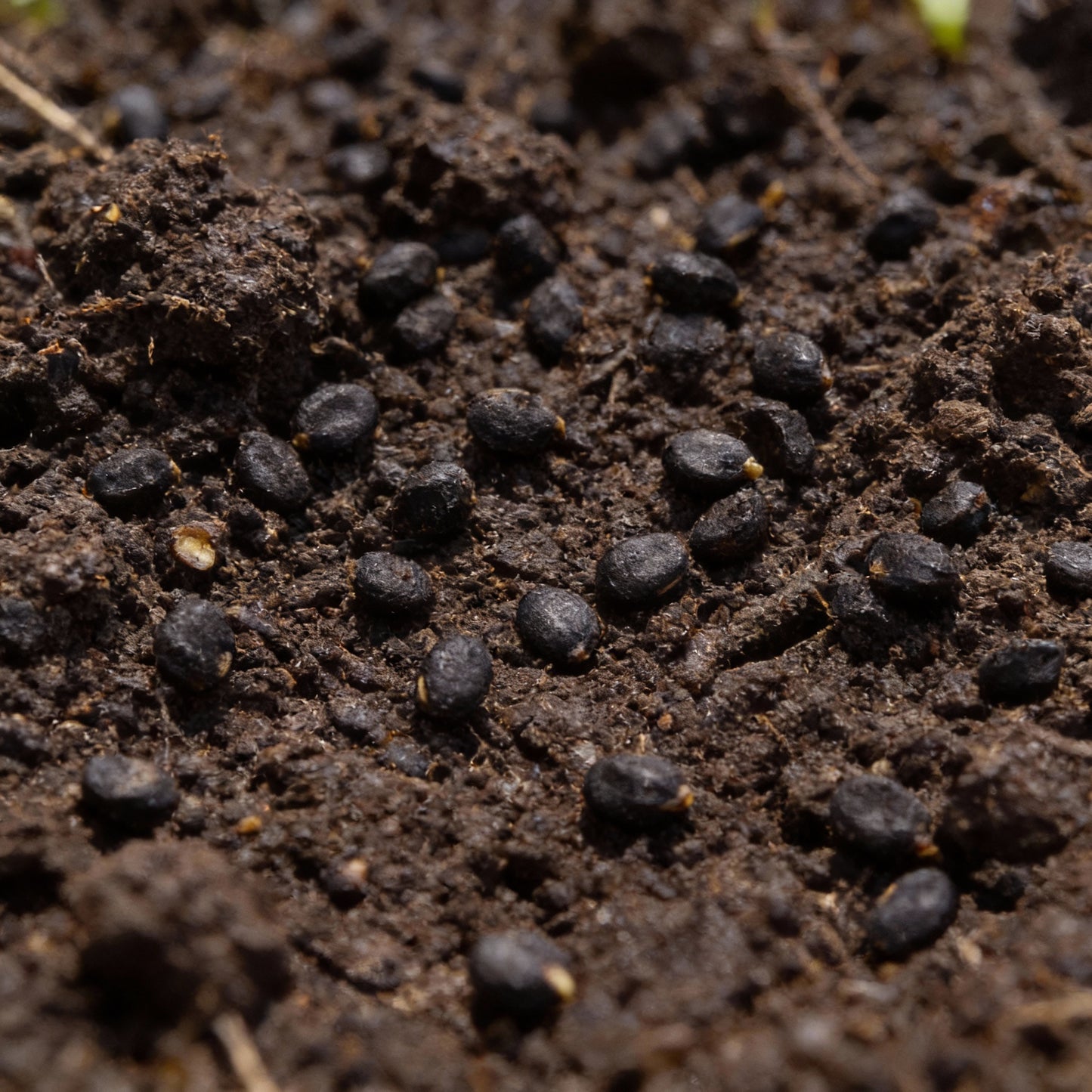 Chilli Gusto Purple Seeds – Deep Purple Ornamental & Edible Chilli Variety