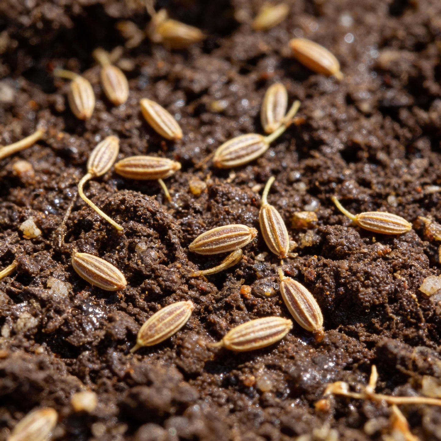 Carrot Paris Market Seeds – Round Baby Carrots for Containers & Gardens