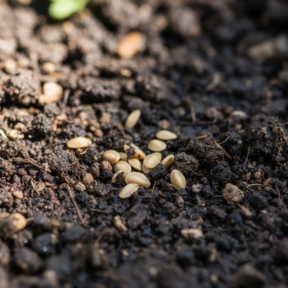 Tomato Coyote Seeds – High-Yield Heirloom Tomato Seeds