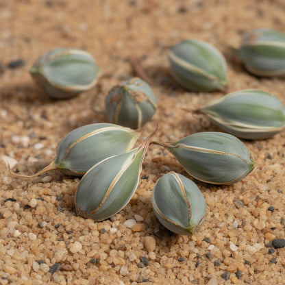 Agave Titanota Blue Seeds for Planting – Heirloom Non-GMO Ornamental Succulent