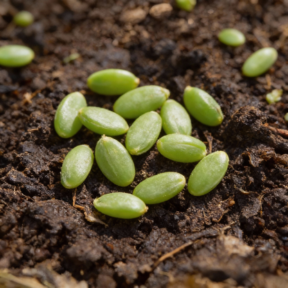 Lettuce Great Lakes Seeds – Crisp, High-Yield Leafy Greens for Home Gardens