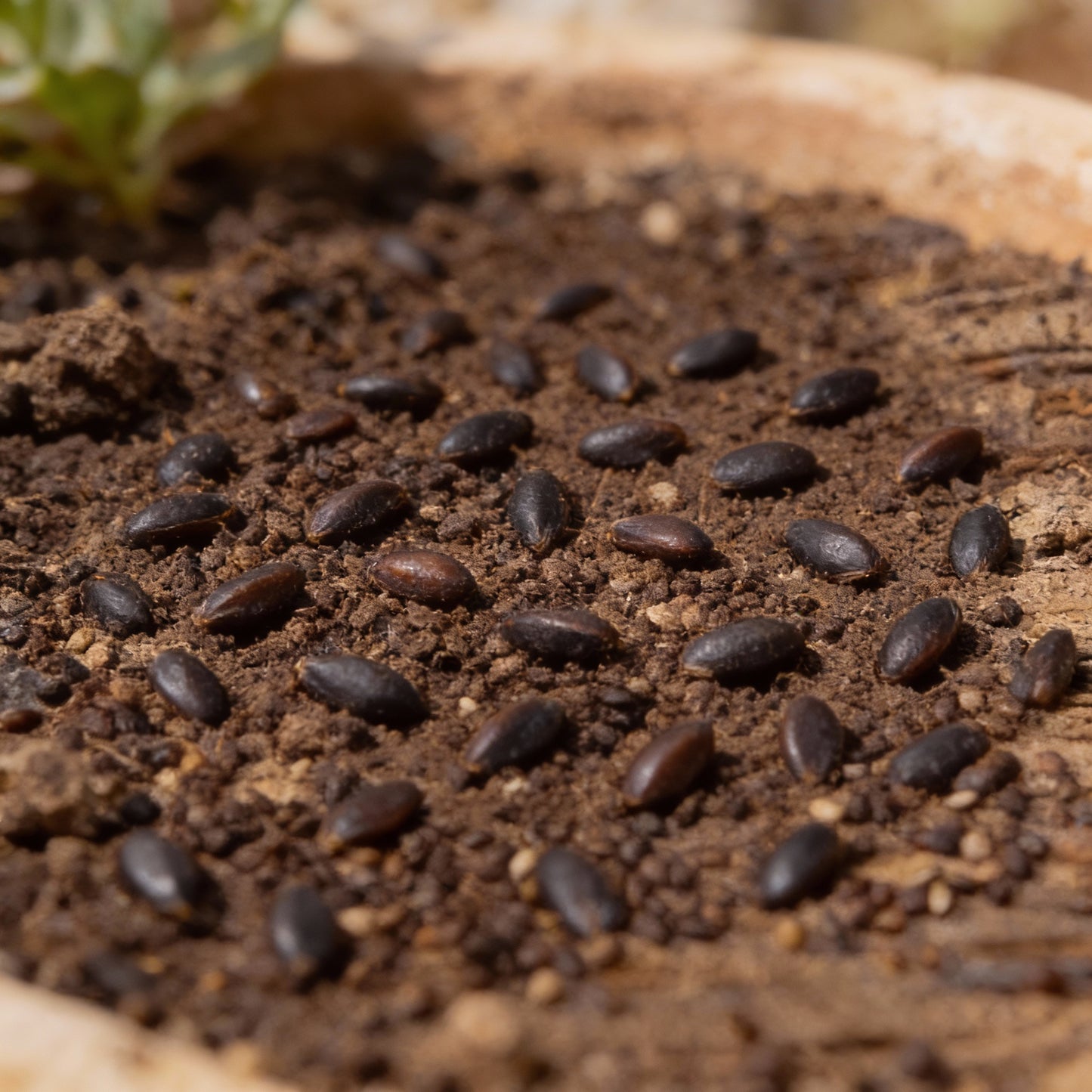 Greek Oregano Seeds – Premium Aromatic Culinary Herb for Gardens