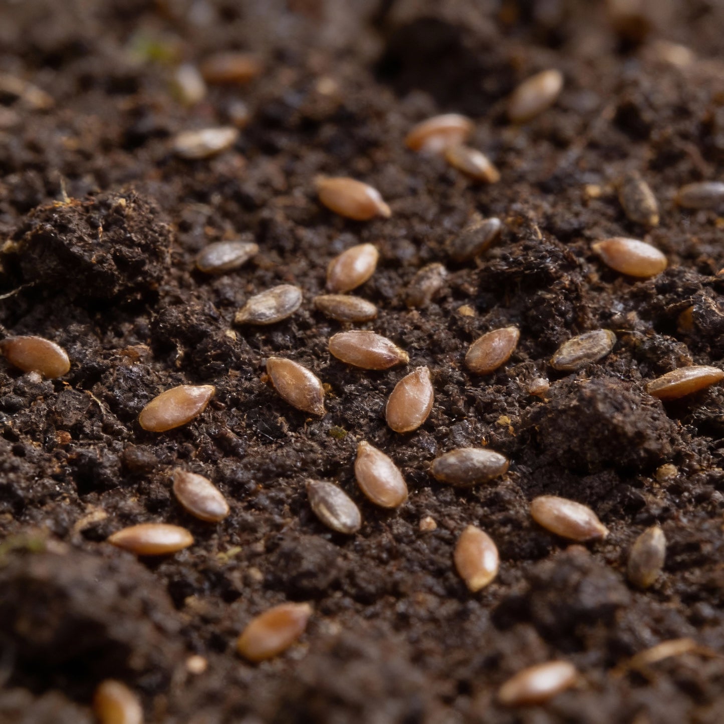 Kale Nero Di Toscana Vegetable Seeds