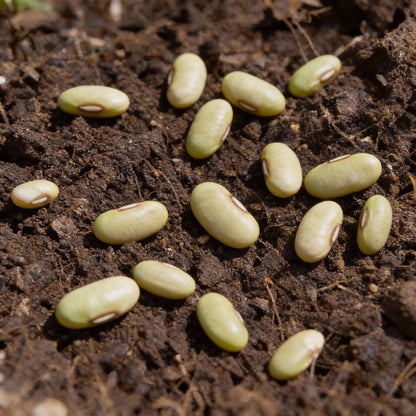 Fagiolini Dell’Occhio Cowpea Seeds
