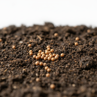 Petunia Merlin Series Blue F1 Flower Seeds