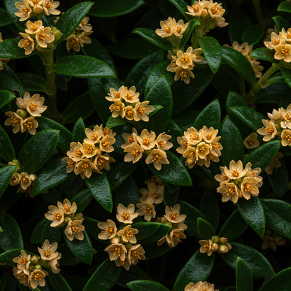 Pokey Joe Plant Seeds – Rare Hardy Greens for Unique Gardens