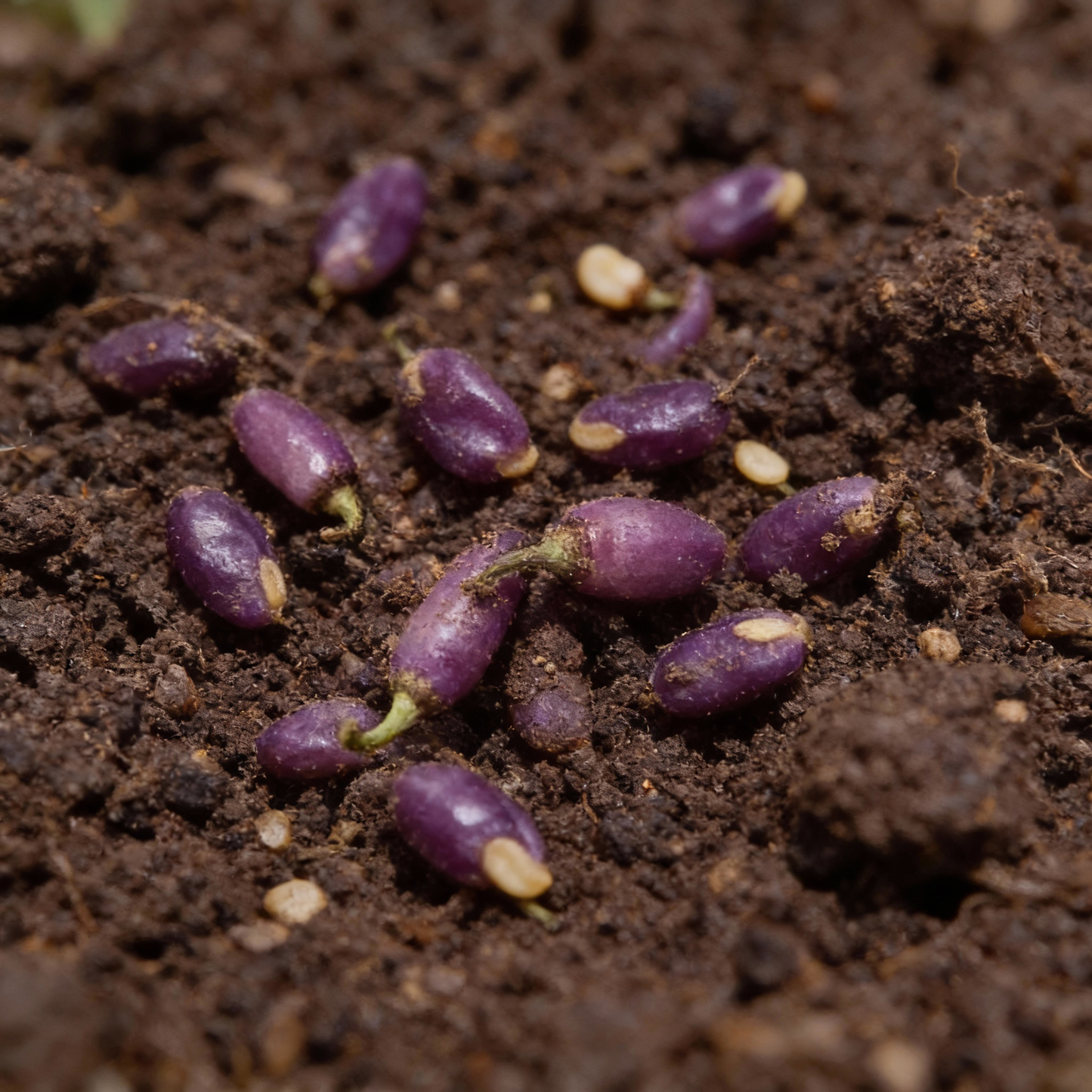 Pepper Buena Mulata Seeds