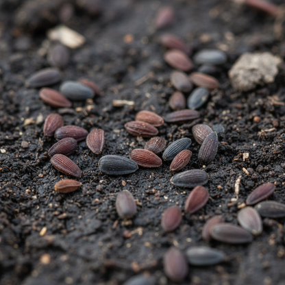 Purple Daisy Flower Seeds for Planting