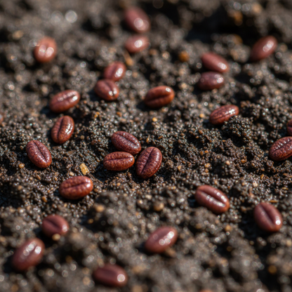 Red Velvet Lettuce Seeds – Crisp, Deep Red Leaves for Home Gardens