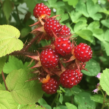 Japanese Wineberry Seeds – Exotic Sweet Red Berry Fruit Seeds