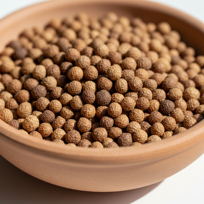 Verbena Apricot Flower Seeds for Planting