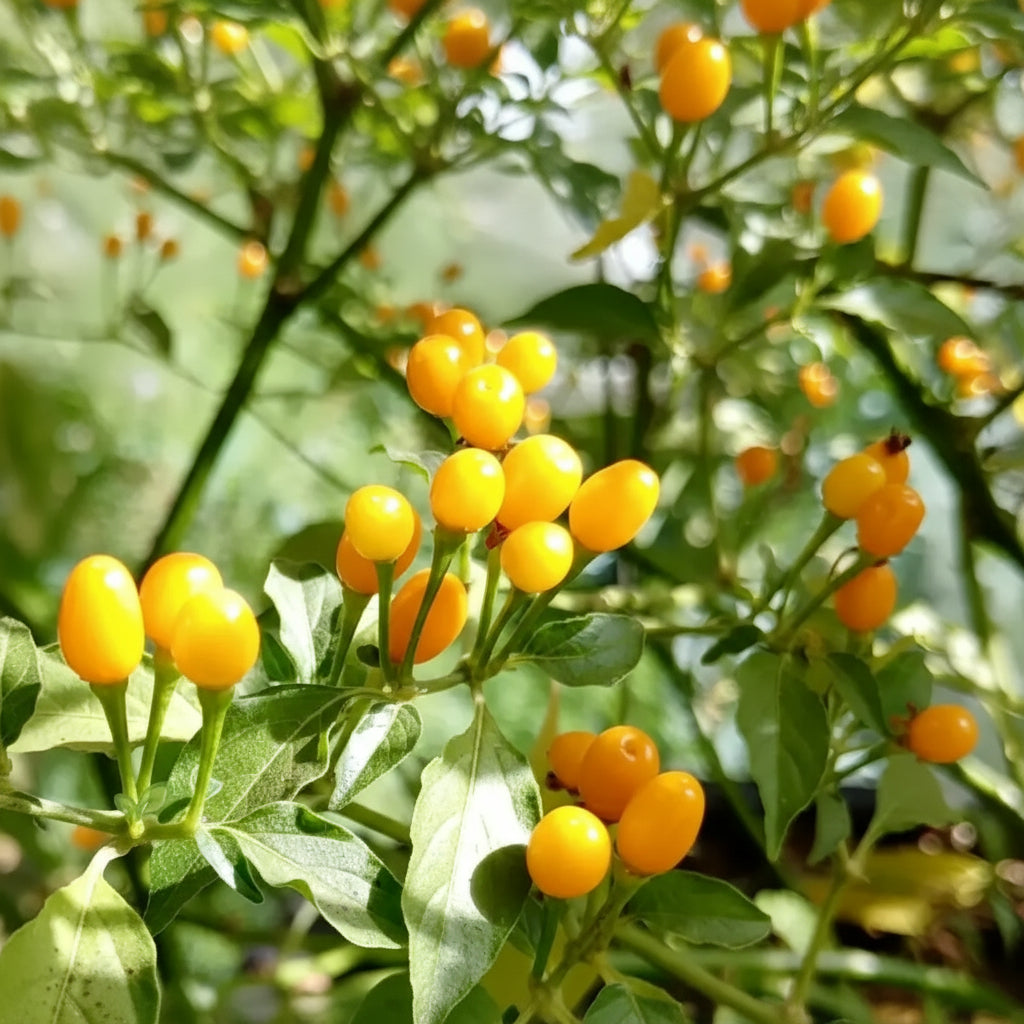 Chilli Seeds Habanero Yellow Jelly Bean for Planting & Gardening