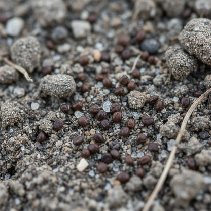 Gentiana Depressa Flower Seeds – Alpine Blue Blooms