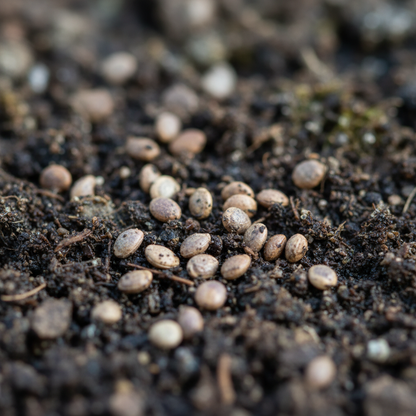 Pansy Ultima Radiance Mix F1 Seeds