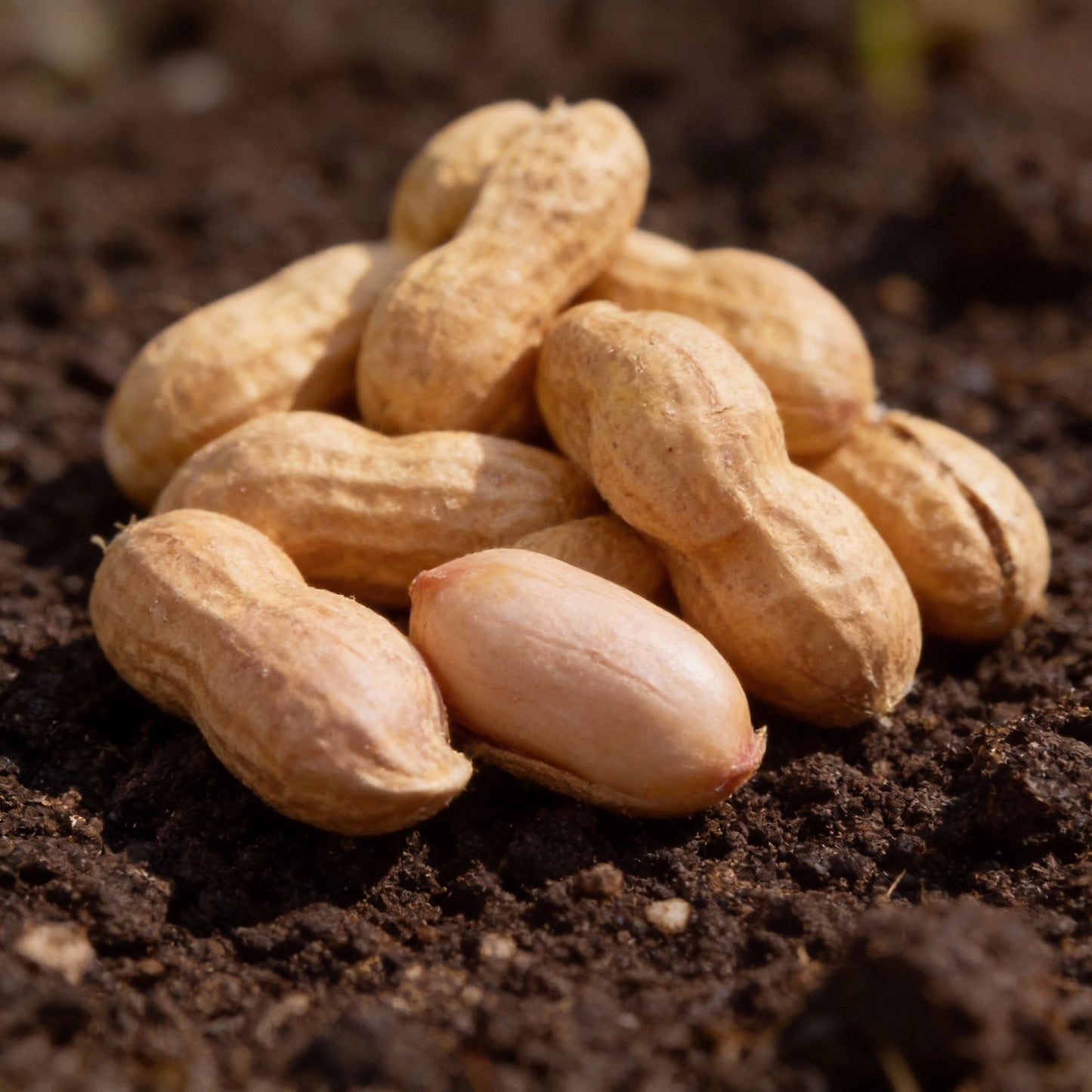 Arachis Hypogaea Bonsai Seeds – Rare Heirloom, Organic (100 pcs)