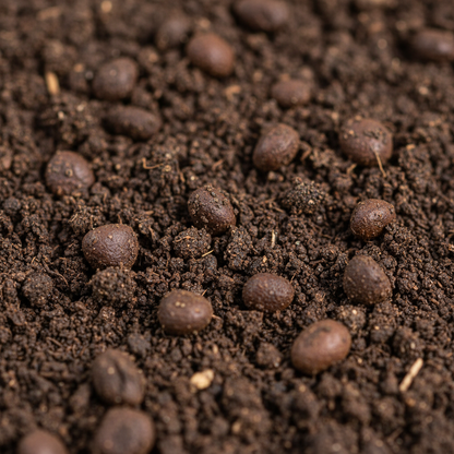 Kangkong Water Spinach Bamboo Leaf Seeds – Fast-Growing Organic Leafy Greens