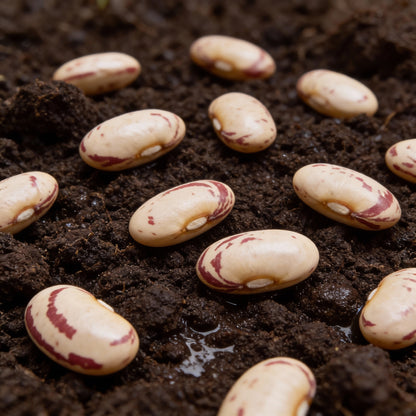 Bean Climbing - Rattlesnake Seeds