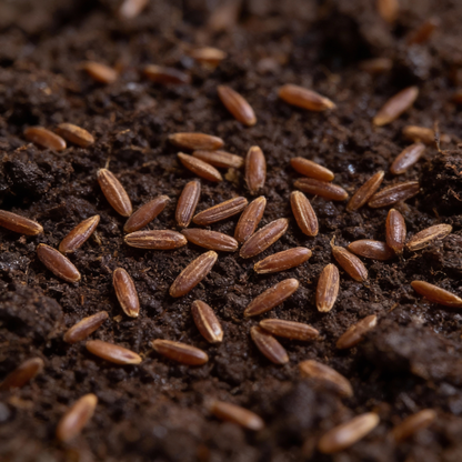 Chicory Rossa di Treviso Seeds - Italian Radicchio Seeds for Home Garden