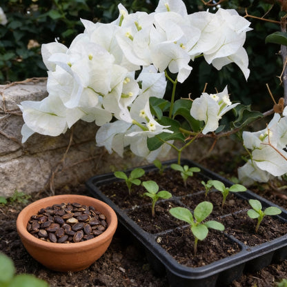 White Bougainvillea Flower Seeds for Planting