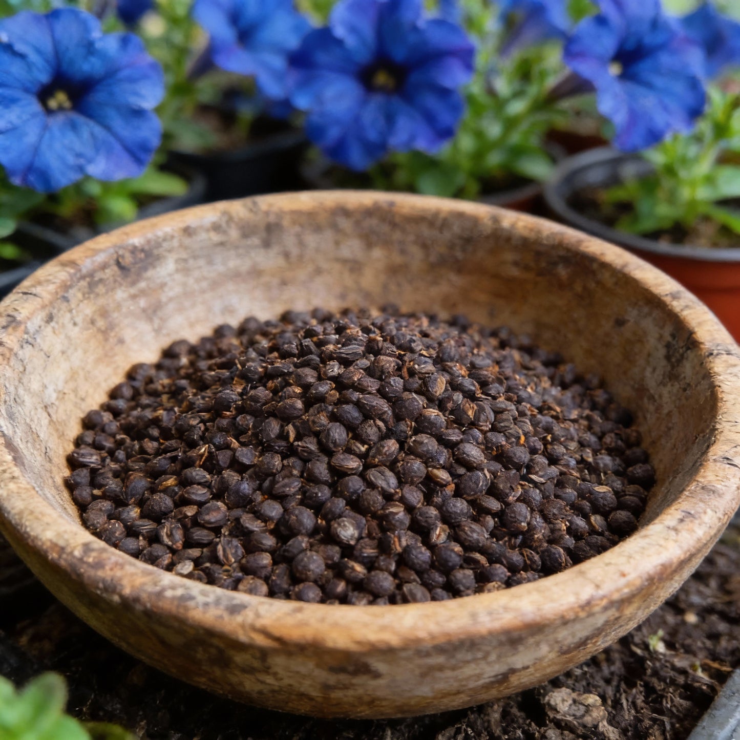 Blue Petunia Seeds for Planting – True Blue Flowering Variety