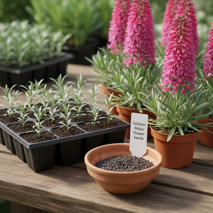 Echium Pink Poker Flower Seeds for Planting – Exotic Spiked Blooms for Ornamental Gardens