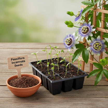 Passiflora Incarnata Seeds for Planting – Purple Passion Flower (Maypop)