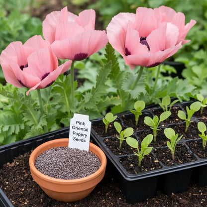 Pink Oriental Poppy Seeds for Planting – Herbaceous Perennial with Large Bright Blooms
