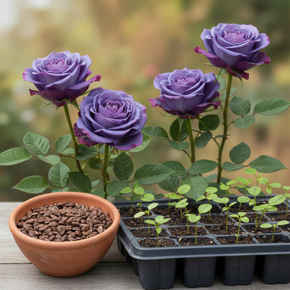 Purple Blue Rose Flower Seeds for Planting – Ornamental Blooms