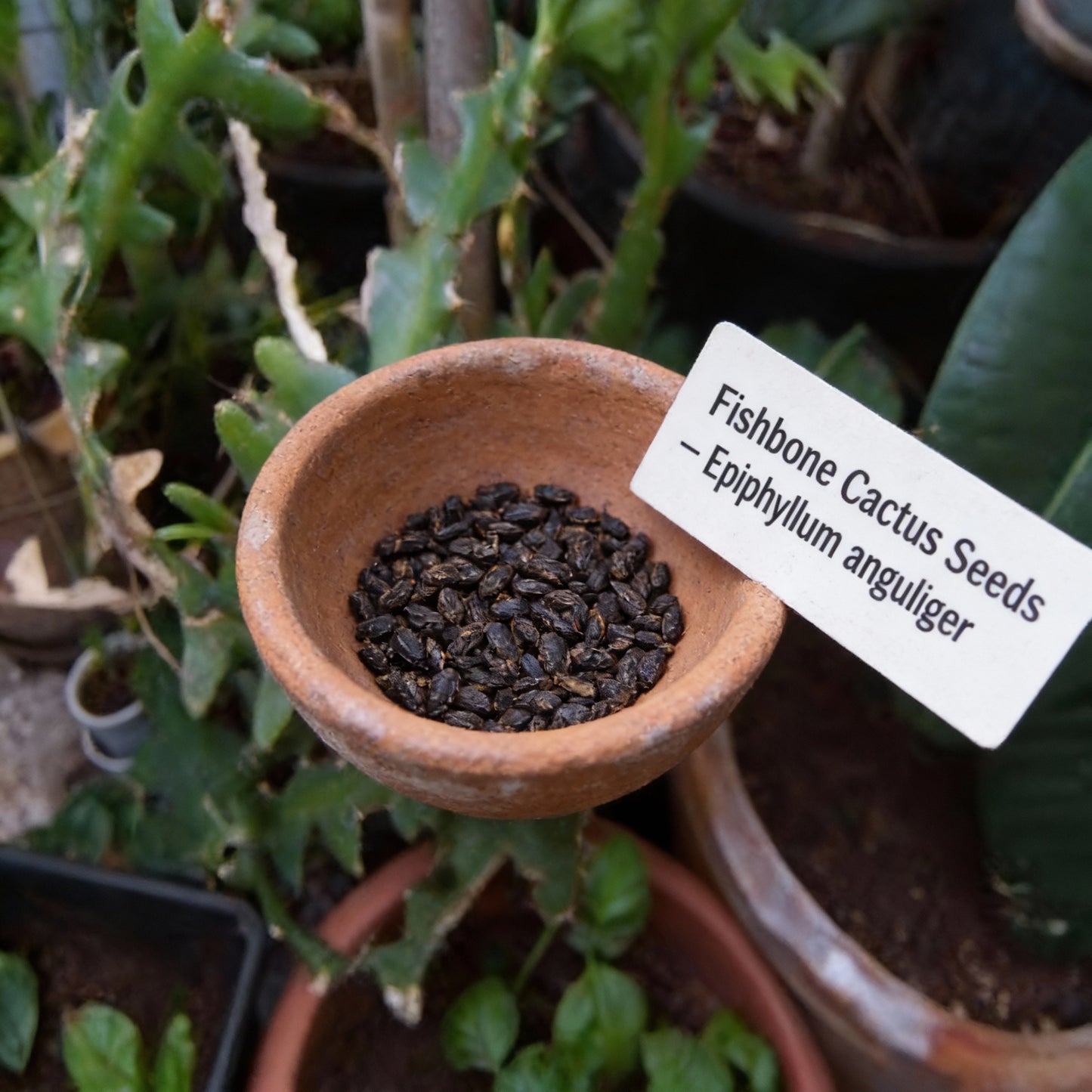 Fishbone Cactus Seeds – Epiphyllum Anguliger Unique Zigzag Hanging Plant