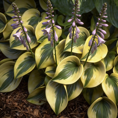 Autumn Frost Hosta Plant Seeds Fragrant Plantain Lily