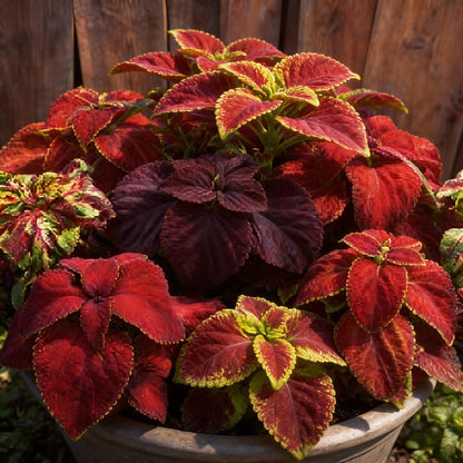 Coleus Giant Exhibition Mix Seeds for Garden Planting