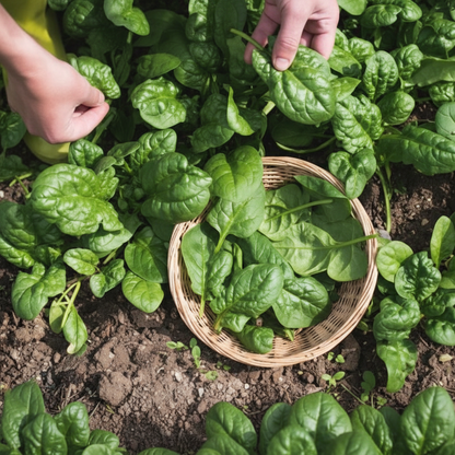 Tyee Spinach Seeds – High-Quality Heirloom Leafy Greens for Home Gardens