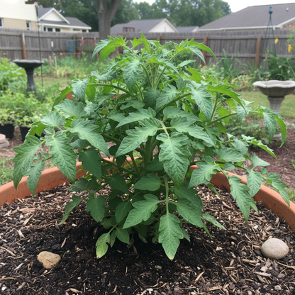 Short Seasons Tomato Seeds – Fast-Growing Compact Variety for Quick Harvests