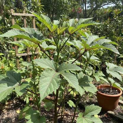 Okra Bhindi Scarlet Red Seeds - Okra Seeds for Home Garden