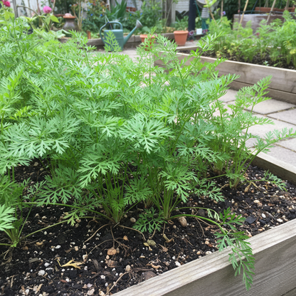 Flakkee Carrot Seeds - Heirloom Sweet Carrot Seeds for Home Garden