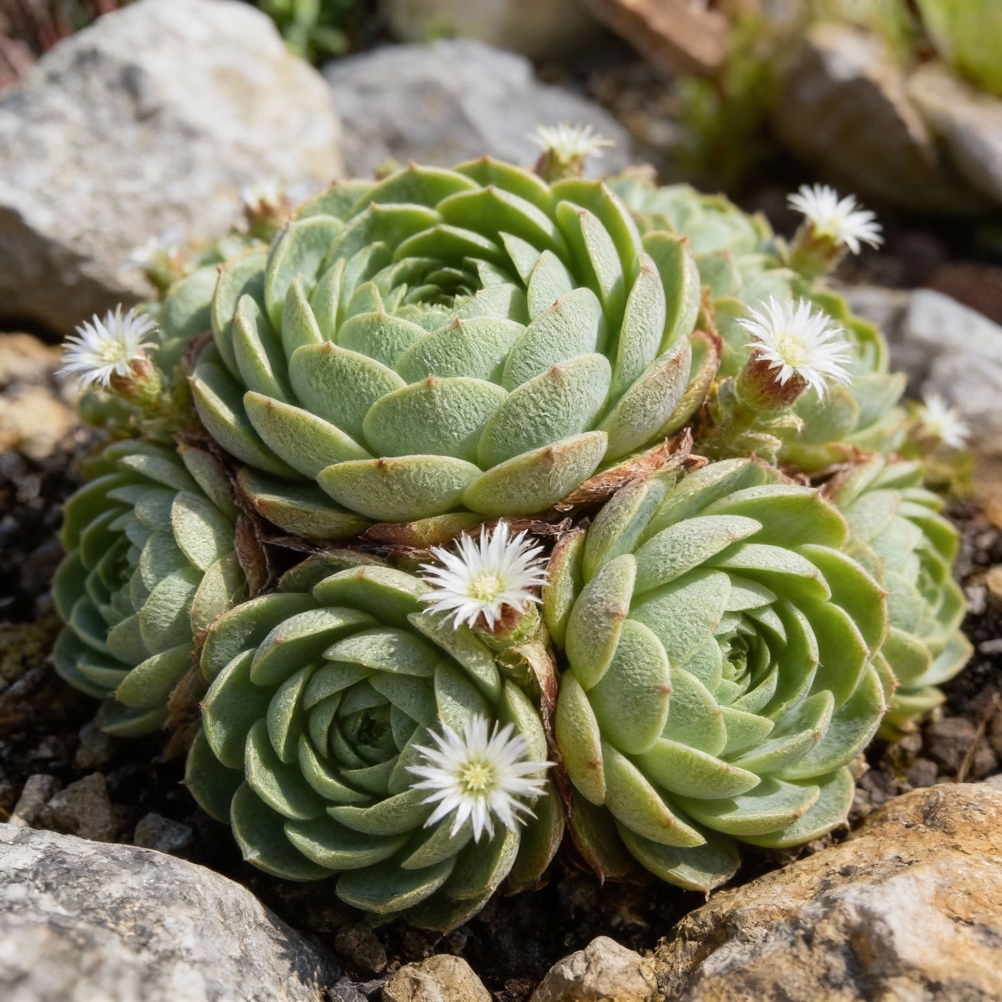 Ice Plant Mesembryanthemum crystallinum Seeds for Garden Planting