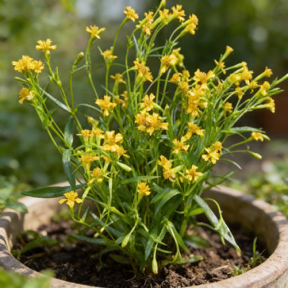 Mexican Tarragon Seeds for Garden Planting