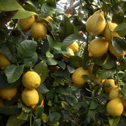 Femminello Lemon Seeds for Planting – Classic Italian Citrus Fruit Seeds