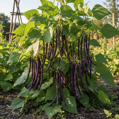 Royalty Purple Pod Bean Seeds – Heirloom Bean for Planting