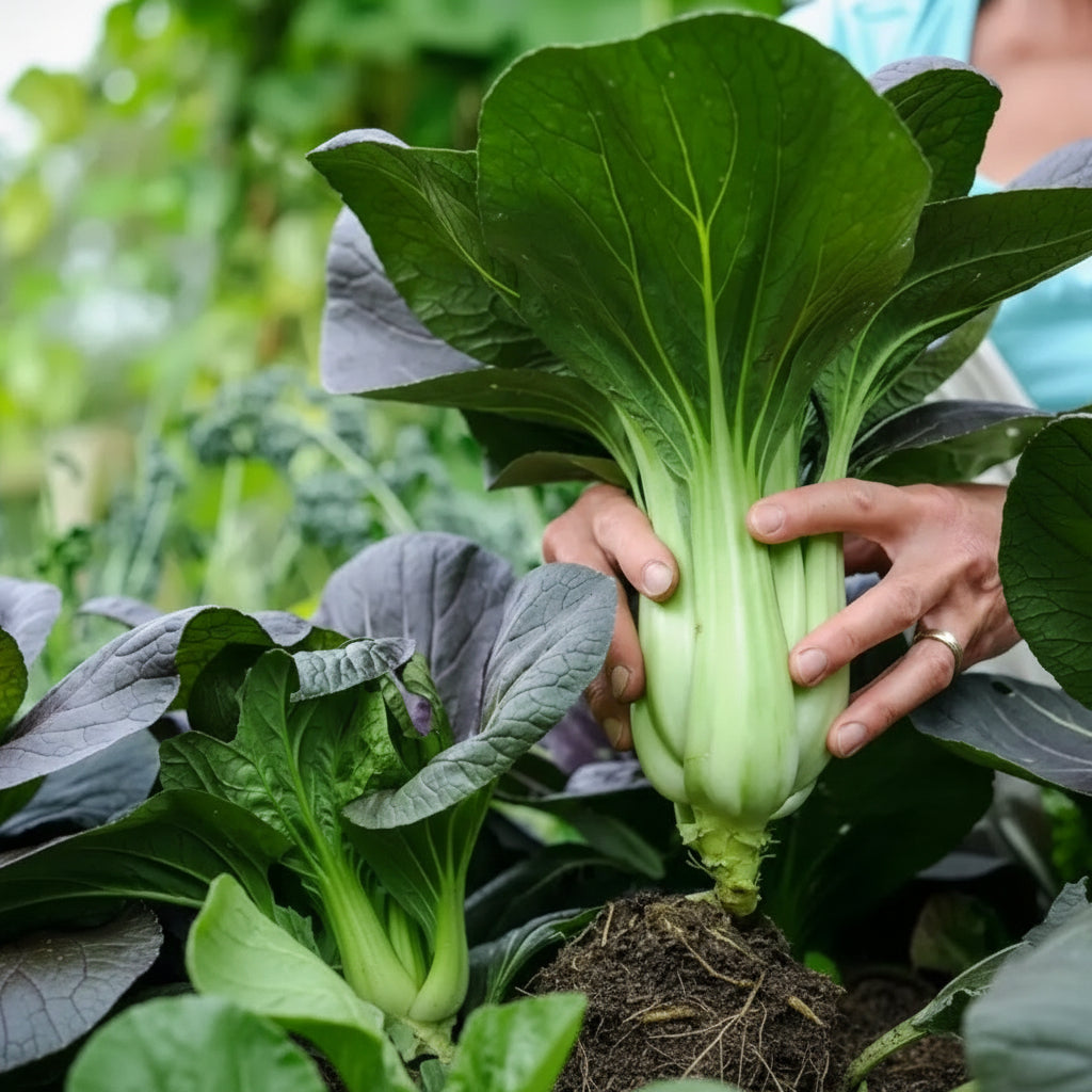 Organic White Pak Choi Seeds - Pak Choi Seeds for Home Garden