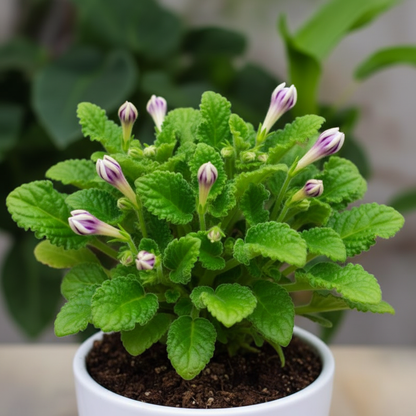 Chuxay Garden Mix Streptocarpus Seeds for Garden Planting
