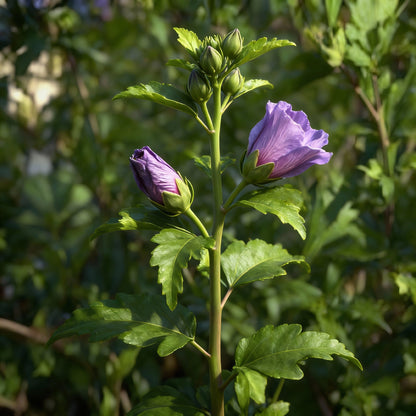 Black Pink Purple Hibiscus Seeds for Garden Planting