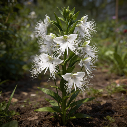 White Egret Flower Habenaria radiata Seeds for Garden Planting
